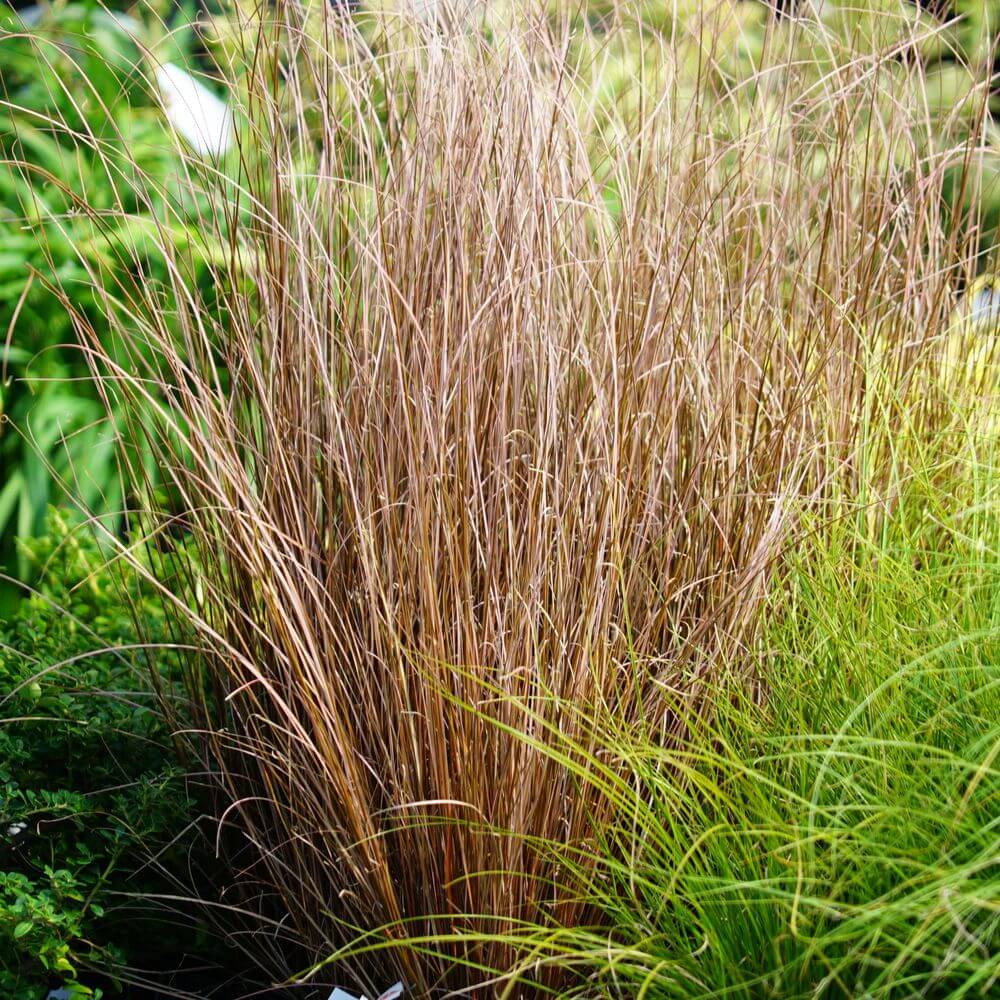 カレックス ファイヤーフォックス 1