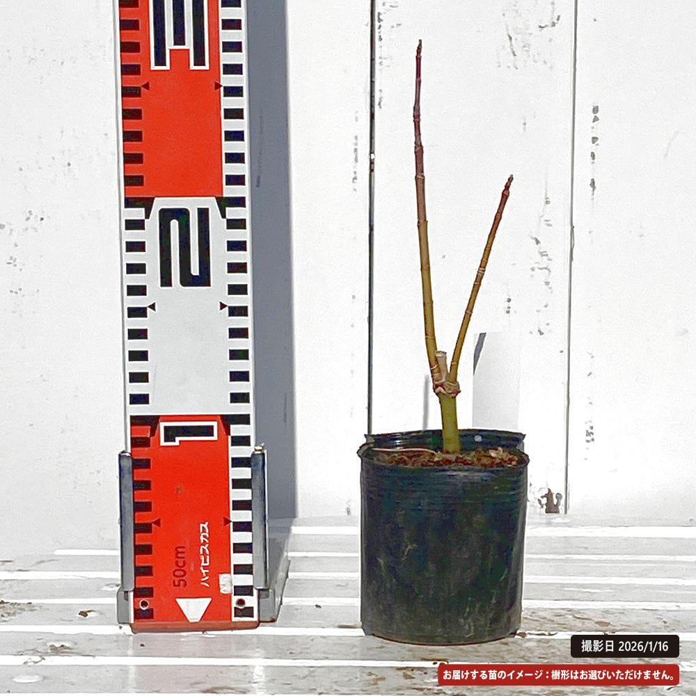 ネグンドカエデ フラミンゴ 苗 販売 苗木部 By 花ひろばオンライン