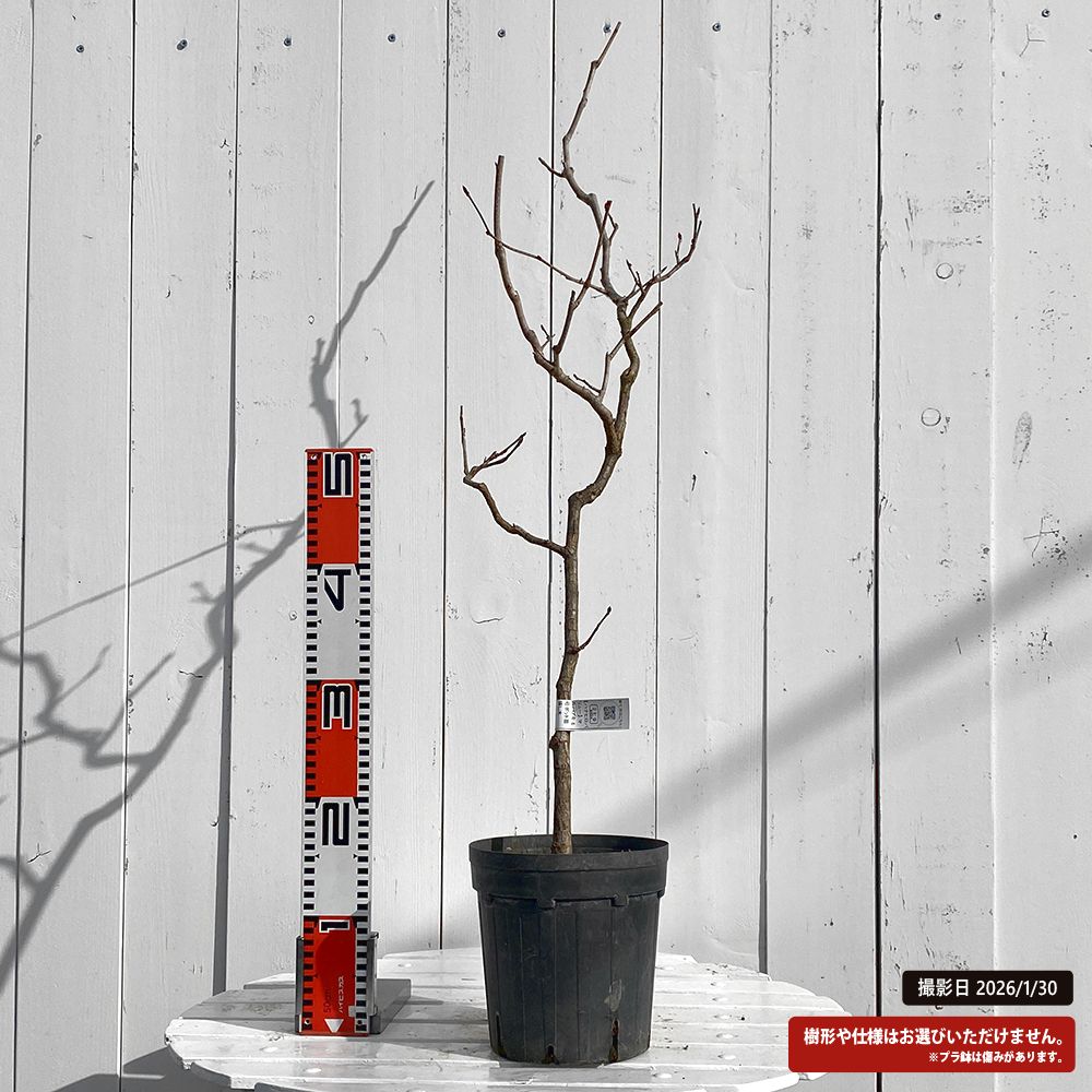 マルバノキ 苗 おすすめ 苗木部 By 花ひろばオンライン