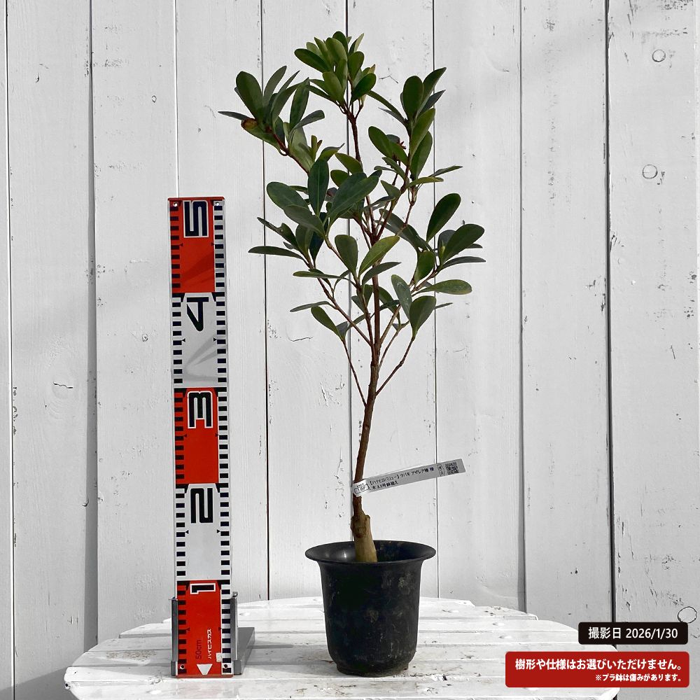 椿 アザレア椿 苗 販売 苗木部 By 花ひろばオンライン