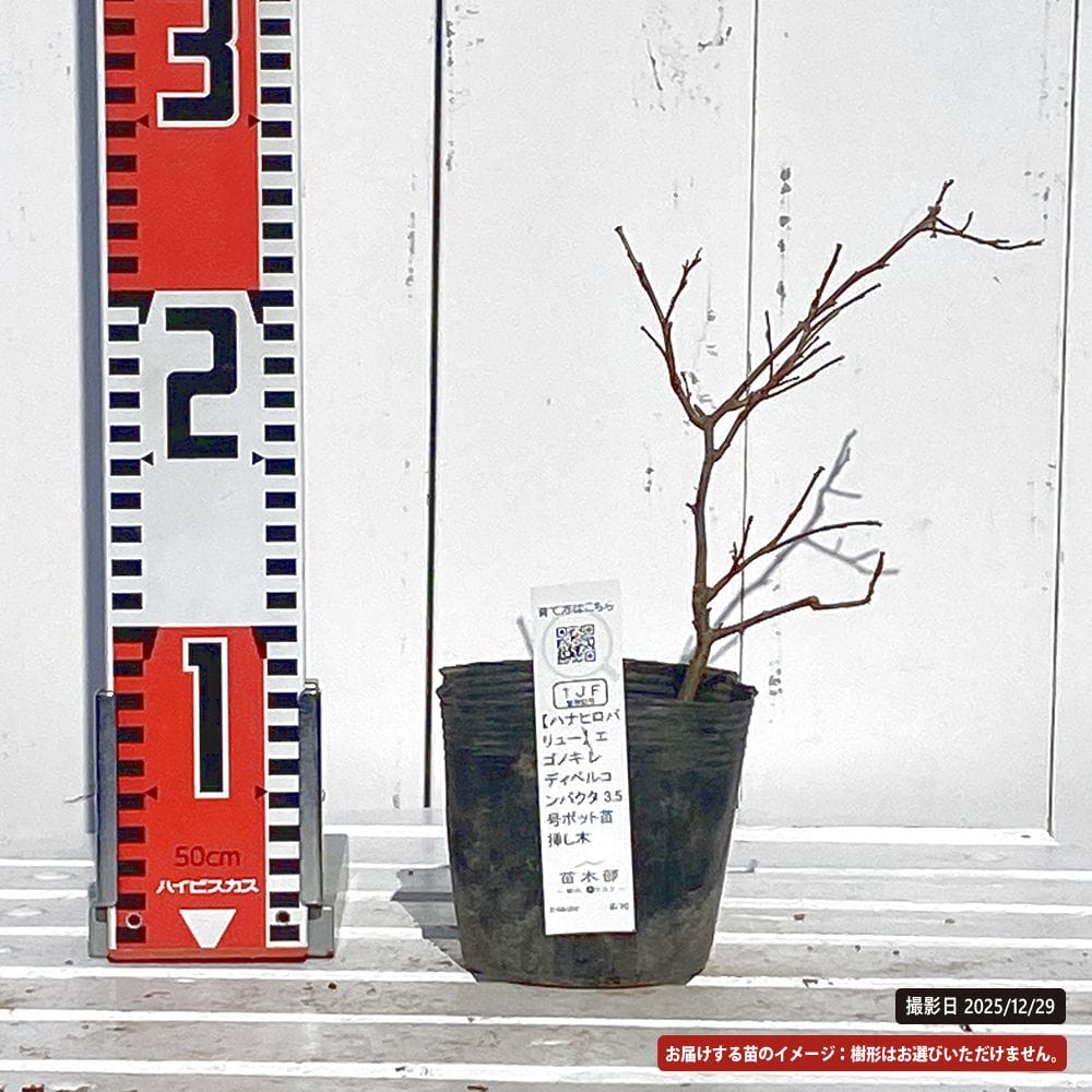 エゴノキ レディベルコンパクタ 苗 販売 苗木部 By 花ひろばオンライン