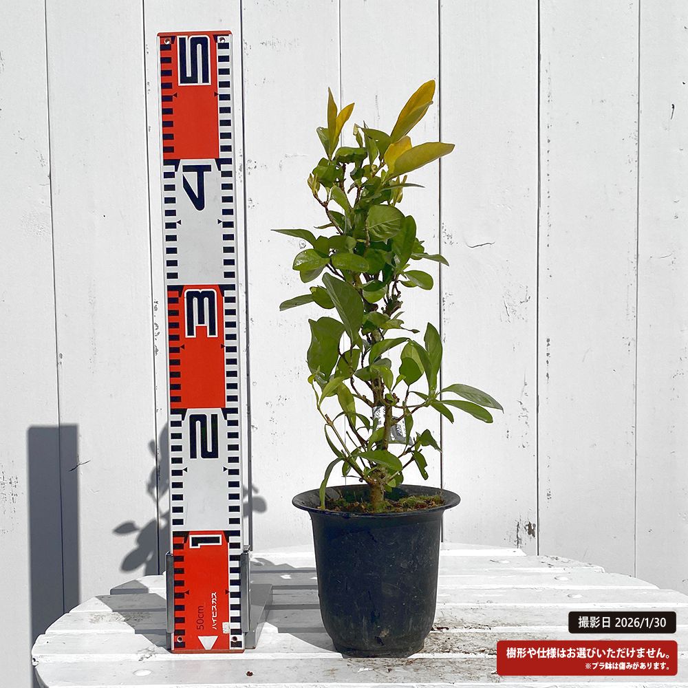 クチナシ 黄金の華 苗 販売 苗木部 By 花ひろばオンライン