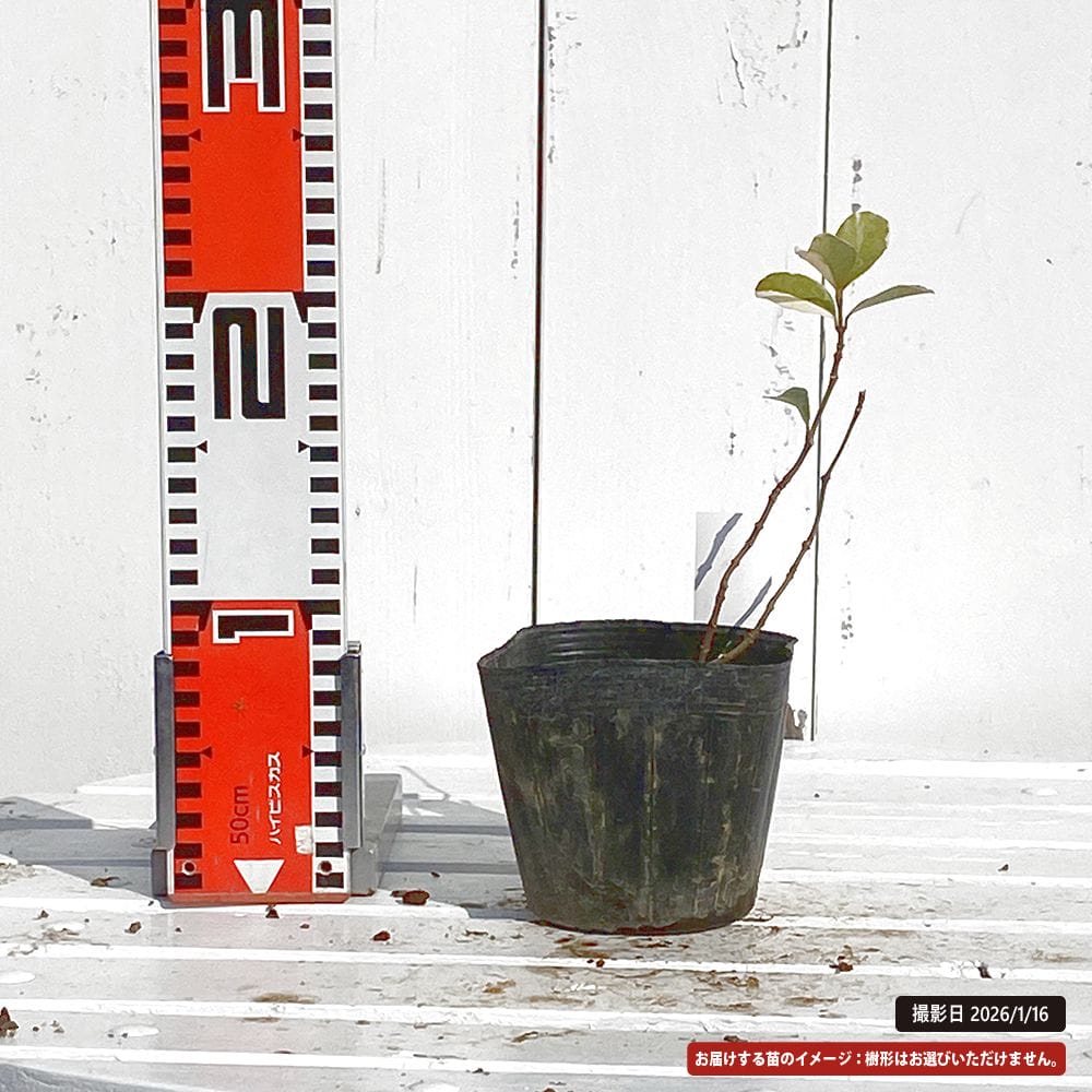 テイカカズラ 斑入り 桃香 苗 販売 苗木部 By 花ひろばオンライン