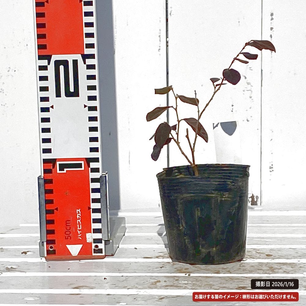 トキワマンサク 桃まつり 苗 販売 苗木部 By 花ひろばオンライン