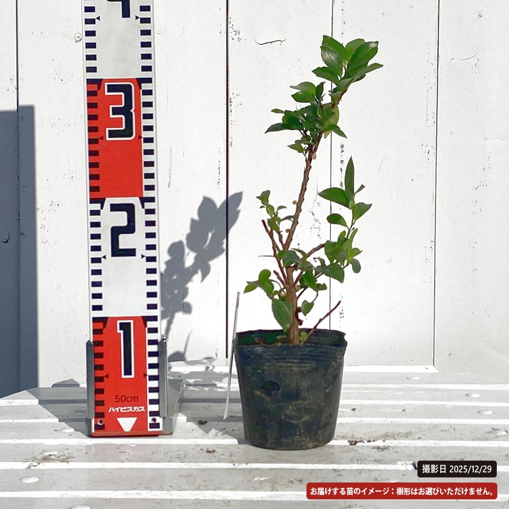 ヒサカキ 白実 苗 販売 苗木部 By 花ひろばオンライン