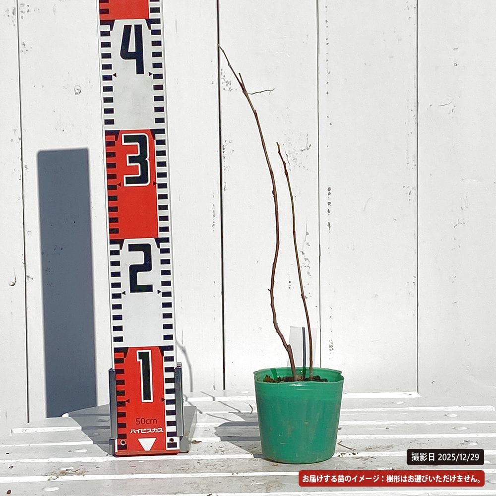 フォッサギラ ガーデニー ブルーシャドウ 苗 販売 苗木部 By 花ひろば