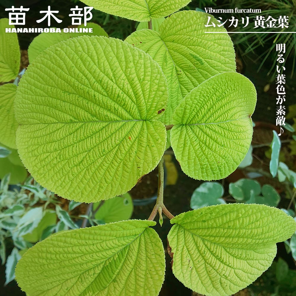 ムシカリ 黄金葉 