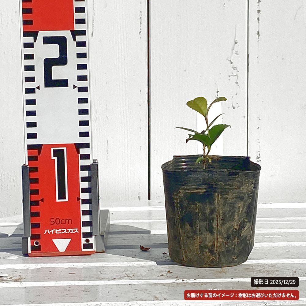 モクセイ 七変化 苗 販売 苗木部 By 花ひろばオンライン