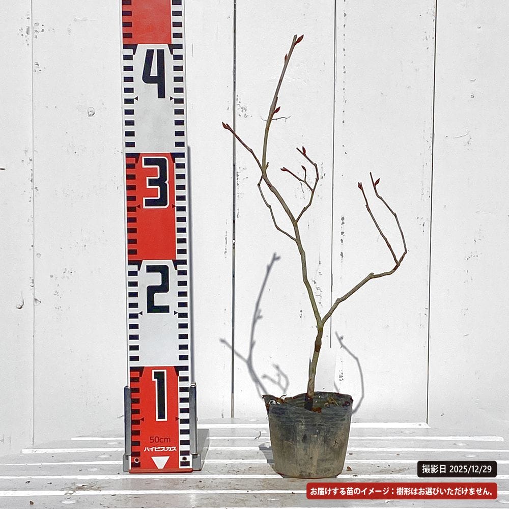 ヤマコウバシ 苗 販売 苗木部 By 花ひろばオンライン