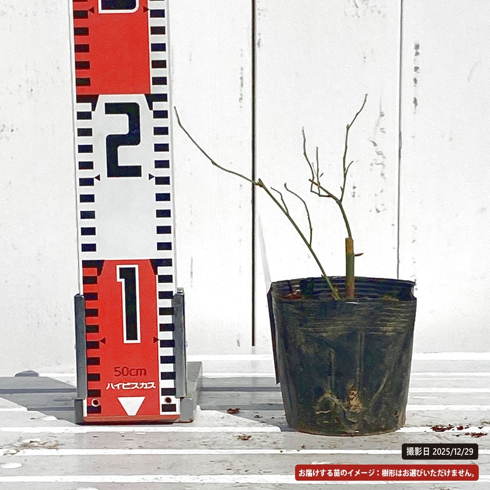 ヤマブキ 吹雪錦 苗 販売 苗木部 By 花ひろばオンライン