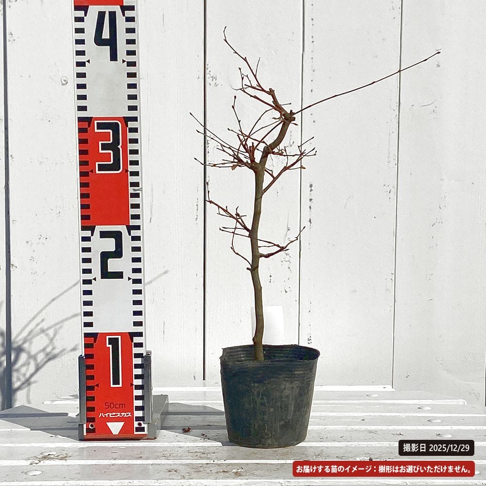 アカシデ 一才性 苗 販売 苗木部 By 花ひろばオンライン