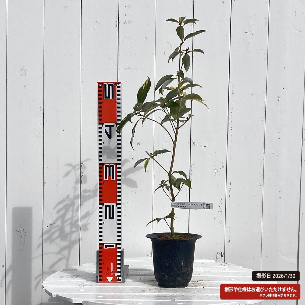 シロダモ 斑入り 苗 通販 苗木部 By 花ひろばオンライン