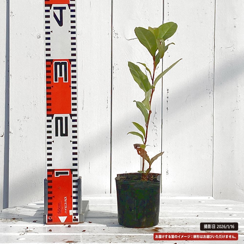 チャノキ 天白錦 苗 販売 苗木部 By 花ひろばオンライン