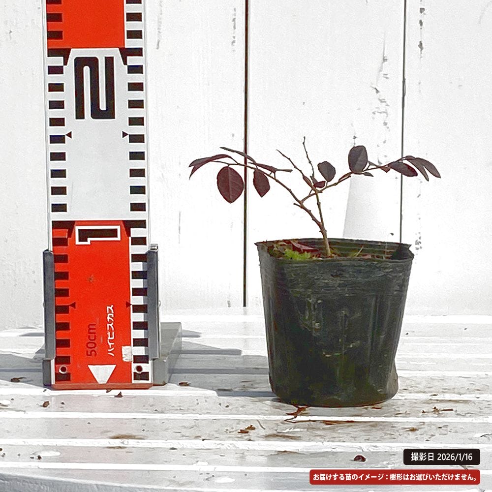 トキワマンサク 黒雲 苗 販売 苗木部 By 花ひろばオンライン