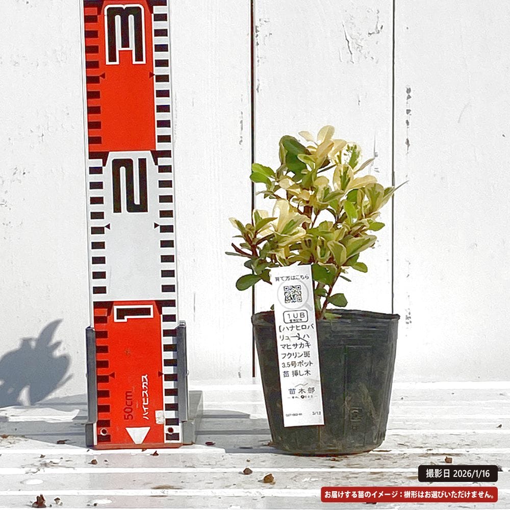 ハマヒサカキ フクリン斑 苗 販売 苗木部 By 花ひろばオンライン