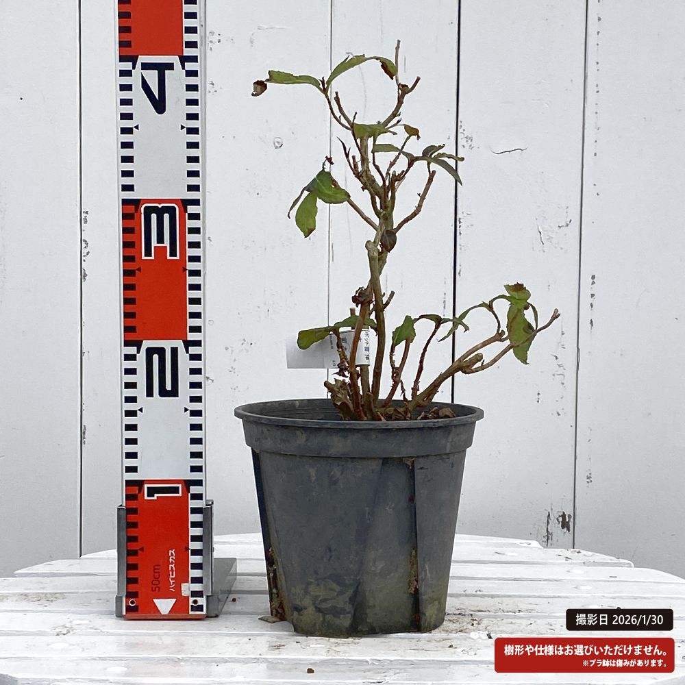 アジサイ 常山 ブラックバイバー 苗 販売 苗木部 By 花ひろばオンライン