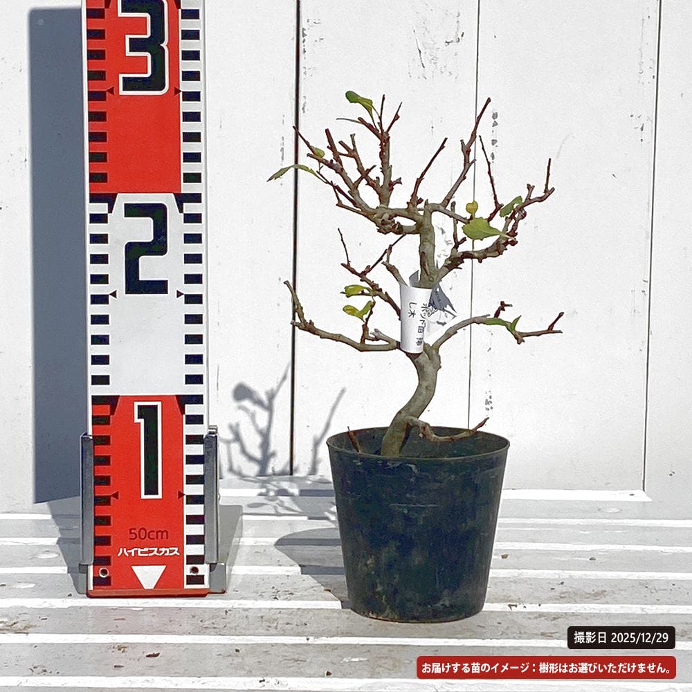 クサボケ 多摩錦 苗 販売 苗木部 By 花ひろばオンライン