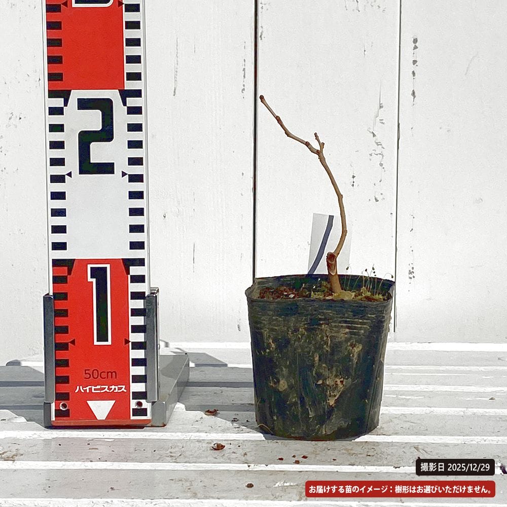 桑 雲竜 苗 販売 苗木部 By 花ひろばオンライン