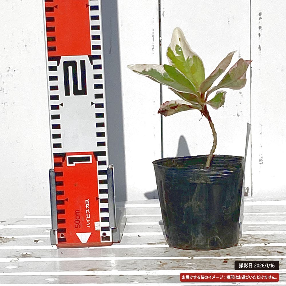 サンゴジュ【フクリン斑】 3.5号ポット苗 挿し木 【ハナヒロバリュー