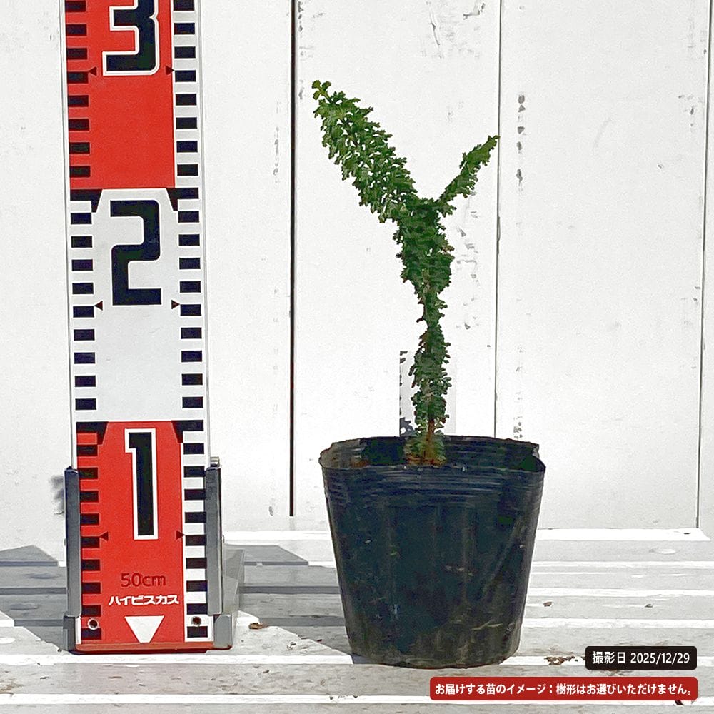 ヒノキ 石化桧 金芽 苗 販売 苗木部 By 花ひろばオンライン