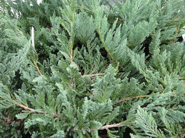 コニファー ブルーチップ