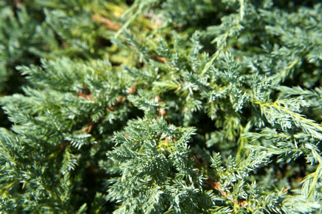 コニファー ブルーカーペット