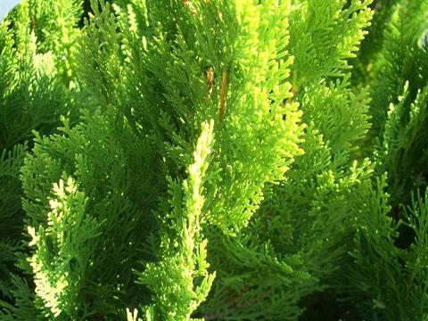 コニファー エレガンテシマ