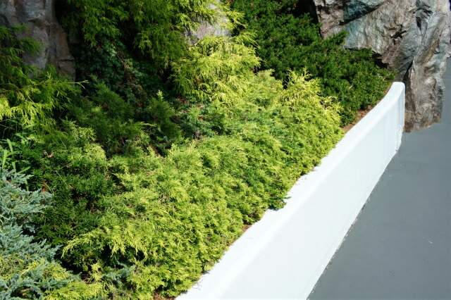 フィリフェラオーレア