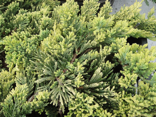 コニファー マザーローテ