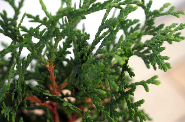  グリーンコーン 2