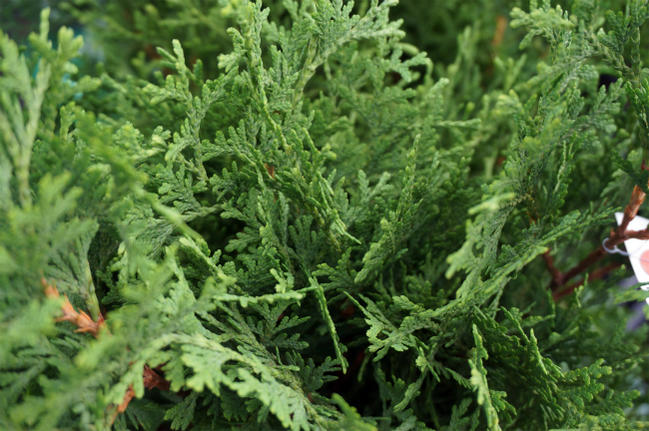  グリーンコーン 