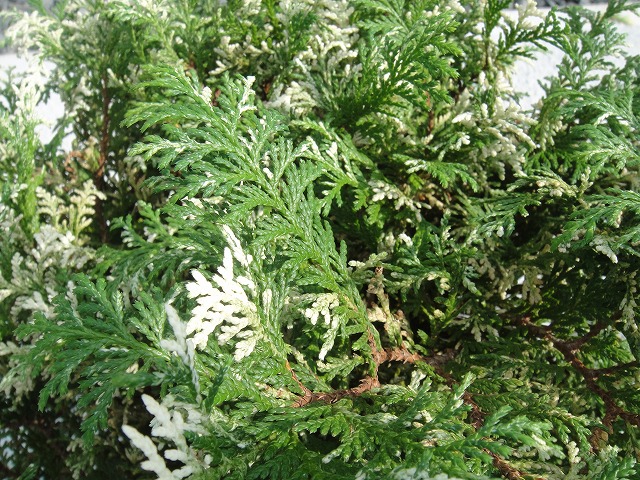 コニファー グロボーサバリエガータ