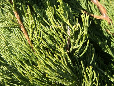 カイヅカイブキの葉