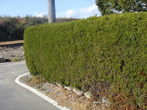 カイヅカイブキの生垣