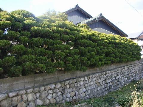 カイヅカイブキの玉チラシの生垣