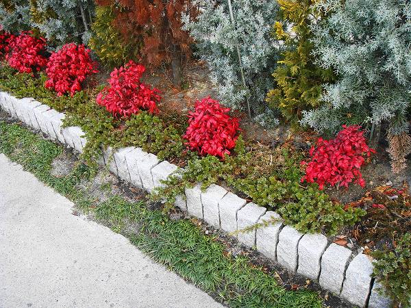オタフクナンテンの紅葉