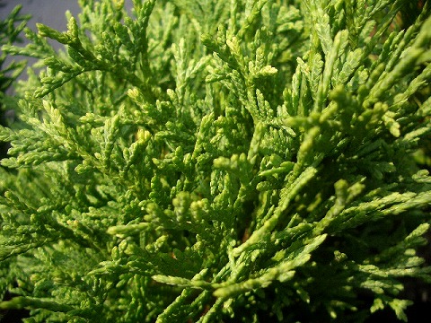 コニファー ティニティム