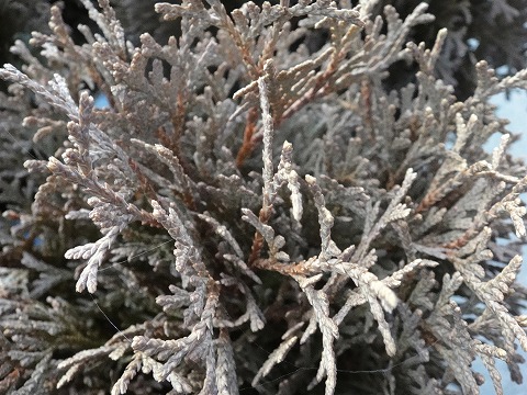 ティニティムの冬の葉色