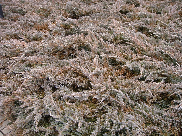 コニファー　ウィルトニー