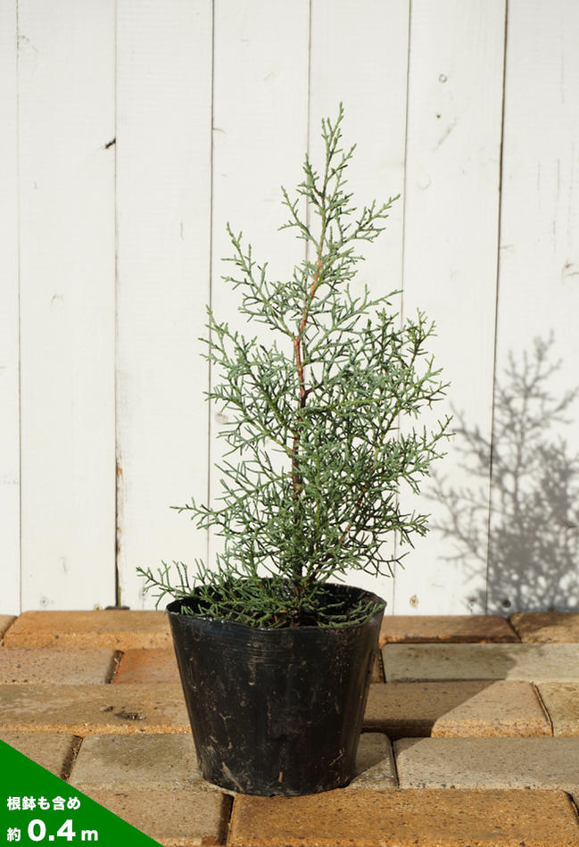 コニファー ブルーアイス 苗 販売 苗木部 By 花ひろばオンライン