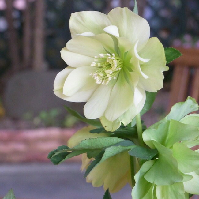 クリスマスローズ アンジェリエ 苗 販売 苗木部 By 花ひろばオンライン