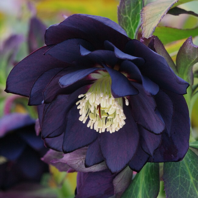 クリスマスローズ ブラックスワン 苗 販売 苗木部 By 花ひろばオンライン