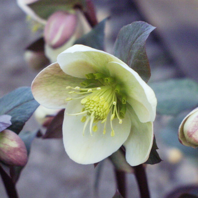 クリスマスローズ エリックスミシィ 