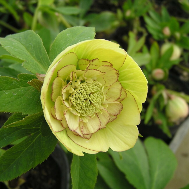 クリスマスローズ イエローオーケストラ 