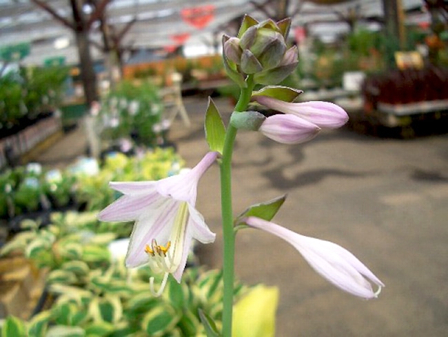 ホスタ(ギボウシ) の花