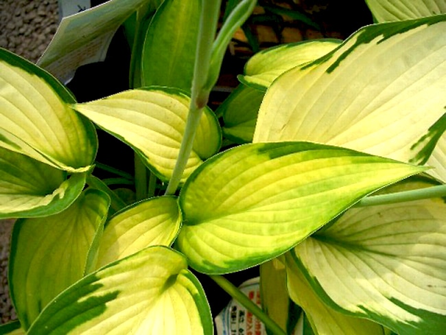 ホスタ ゴールドスタンダード