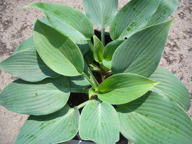 ホスタ ハルシオン 