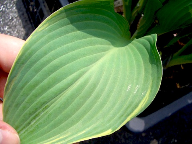 ホスタ（ギボウシ） リーガルスプレンダーの葉