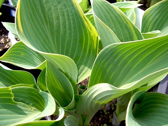 リーガルスプレンダー