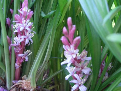 吉祥草の花